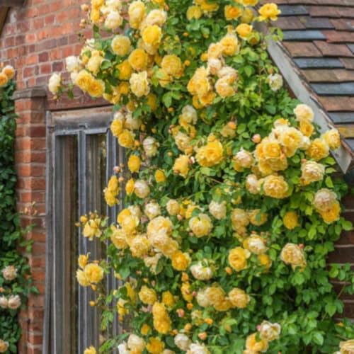 Starter Climbing Roses Live Plants, Rose Bushes Ready to Planting, No Pot, Cut Back, Well Rooted, 6-8 Months Old (Fourth of July)