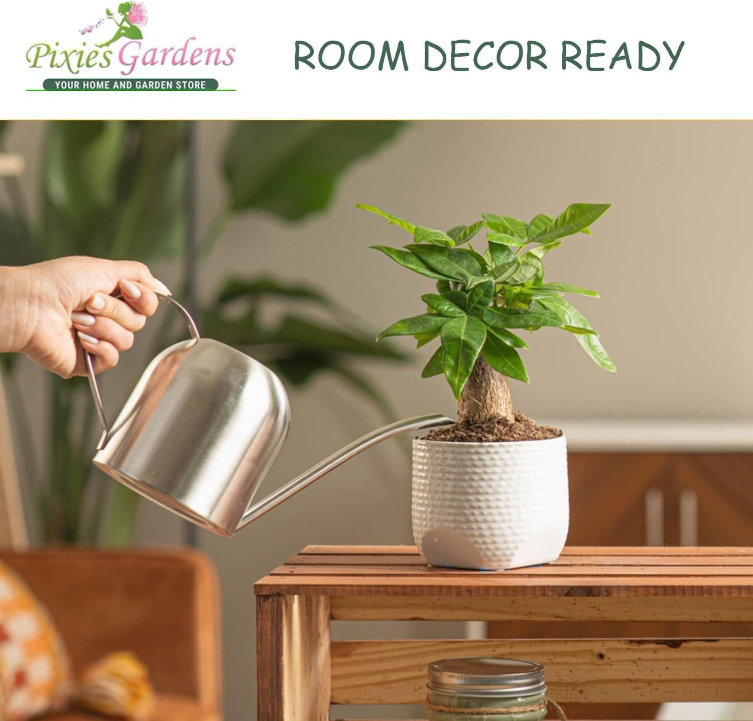 (3 Gallon) NANDINA Firepower - Dwarf Evergreen That Has an Upright Crown Appearance. Very Colorful Lime Green Foliage Tinged with Orange and Red in Summer, Turning Fully Red in Fall/Winter