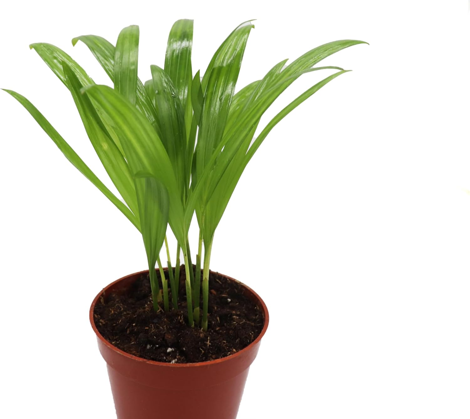 Areca Palm in 4 inch grower's Pot Sold by California Tropicals