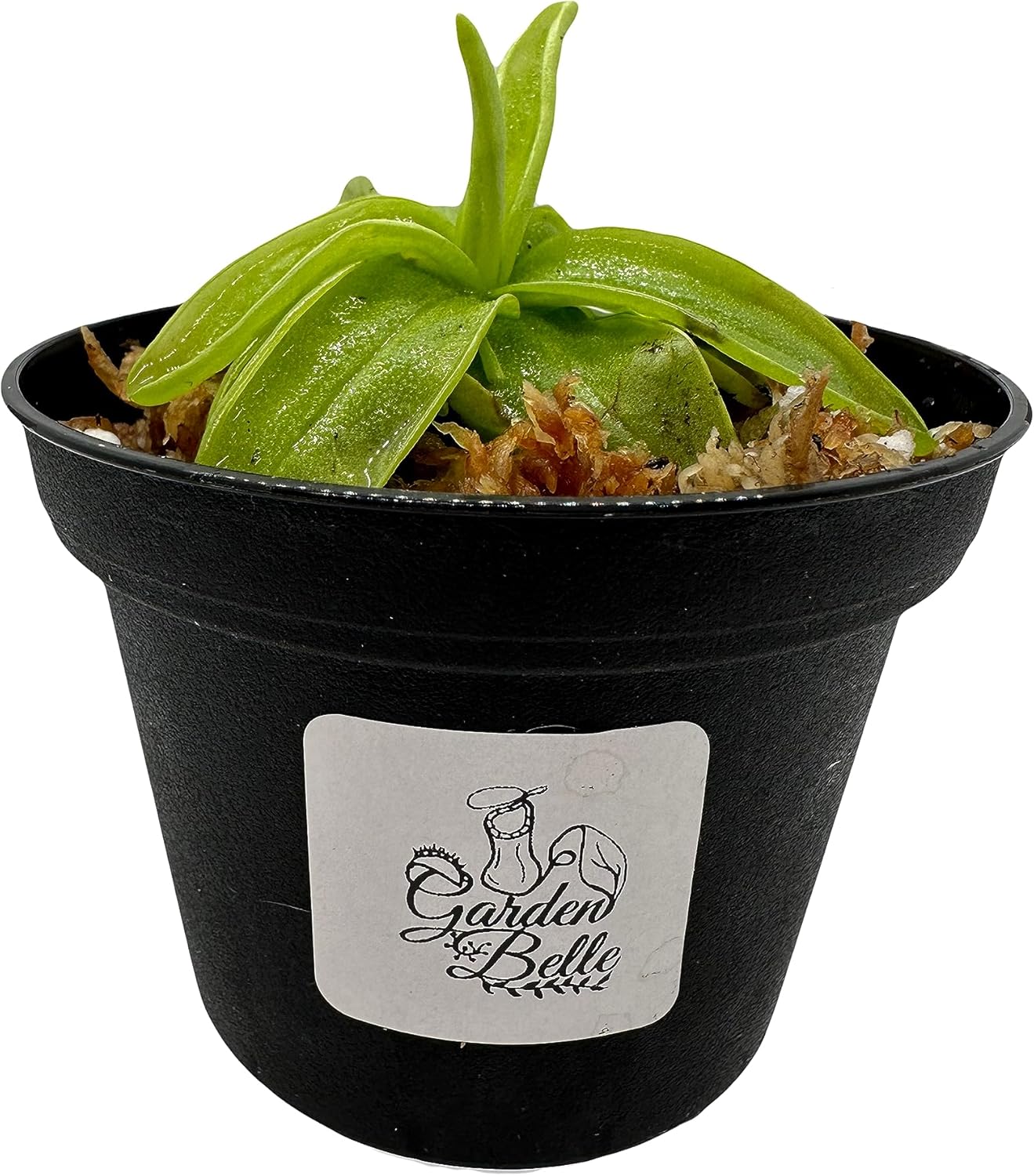 Butterwort (Pinguicula) Carnivorous Plant in 3