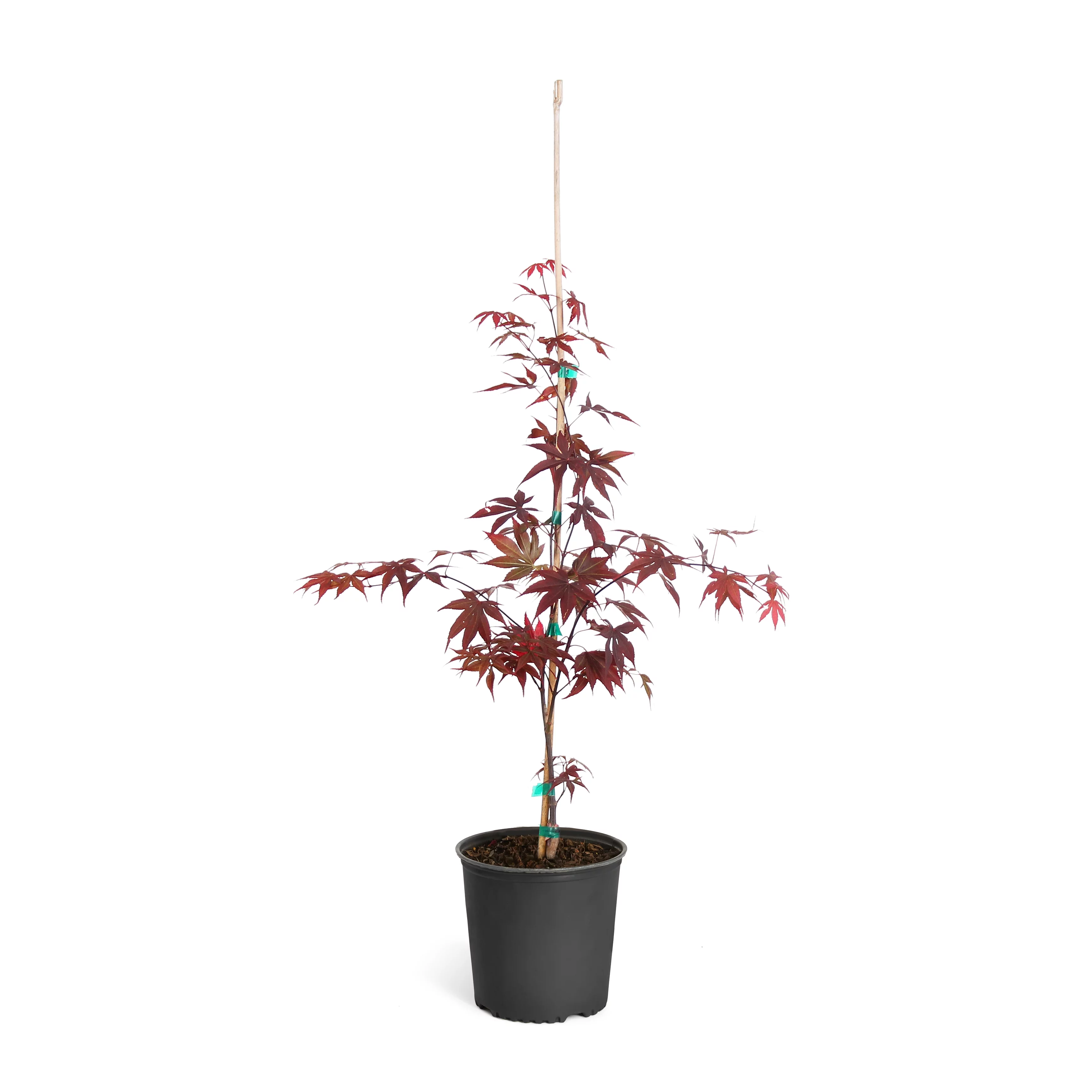 Brighter Blooms - Bloodgood Japanese Maple Tree - The Most Popular Variety of Red Japanese Maples - No Shipping to AZ