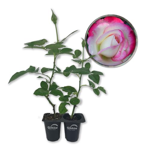 Cherry Parfait Rose Bush - Live Starter Plant in a 2 Inch Pot - Beautiful Rose from Florida - A Beautiful Rose with Soft Creamy Petals in a Rich Cherry Red Hue