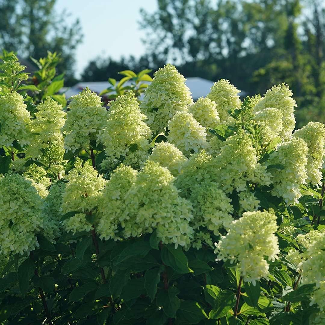 LIMELIGHT PRIME® Panicle Hydrangea - Hydrangea paniculata - 4