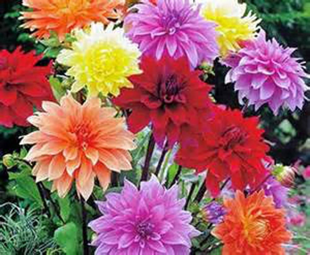 Dahlia, Root, DINNERPLATE Mix, Pack of 10 (Ten), Easy to Grow, Dahlias, Dahlia Bulb