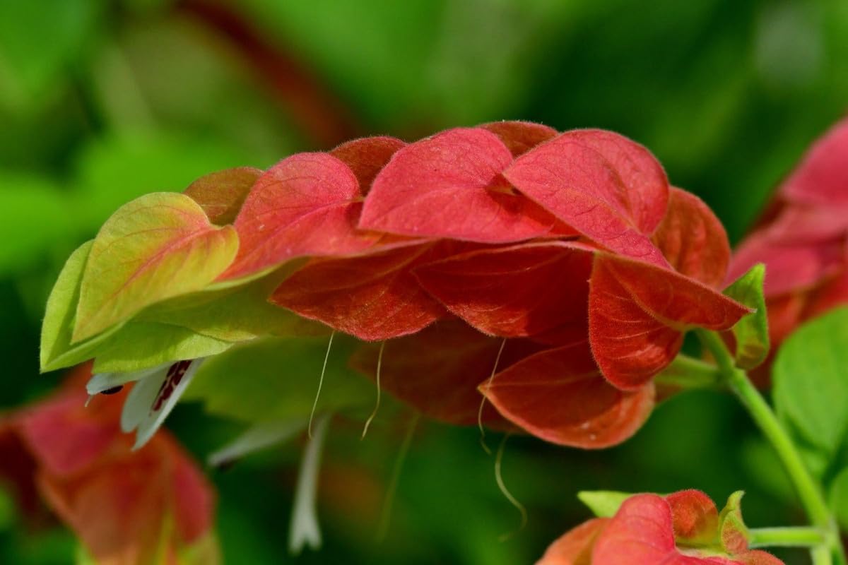 4 Shrimp Live Plants, Red Shrimp Plant Live, Justica Brandegeana Plant from 5 Inches Tall Seedling, Live Shrimp Plants, Ready to Plant