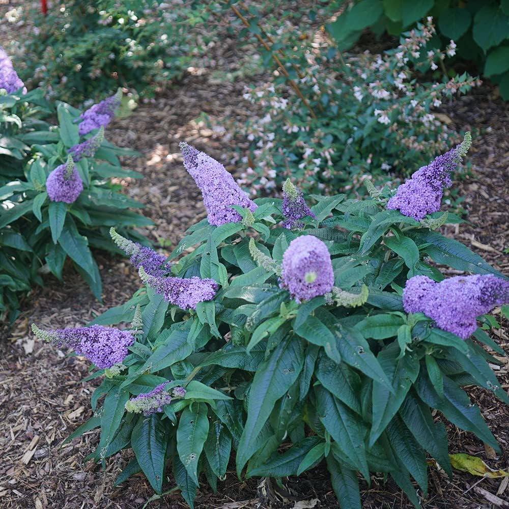 Blooming & Beautiful - Pugster Amethyst Butterfly Bush - 3 gal - Proven Winners - Deciduous Shrub - Light Purple-Amethyst Cone Flowers - Zones 5-9 - Buddleia x ‘SMNBDL’ PP30236-3 Gallon Pot