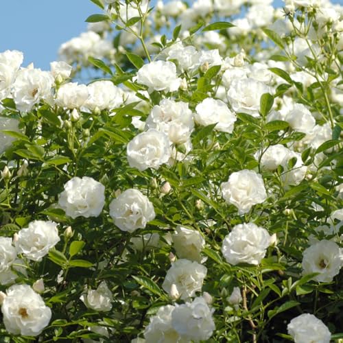 Starter Climbing Roses Live Plants, Rose Bushes Ready to Planting, No Pot, Cut Back, Well Rooted, 6-8 Months Old (Fourth of July)