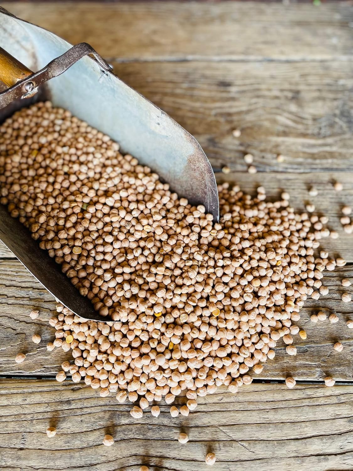 North Lily Chickpeas, Garbanzo Beans, Non-GMO, Kosher, 50 lbs