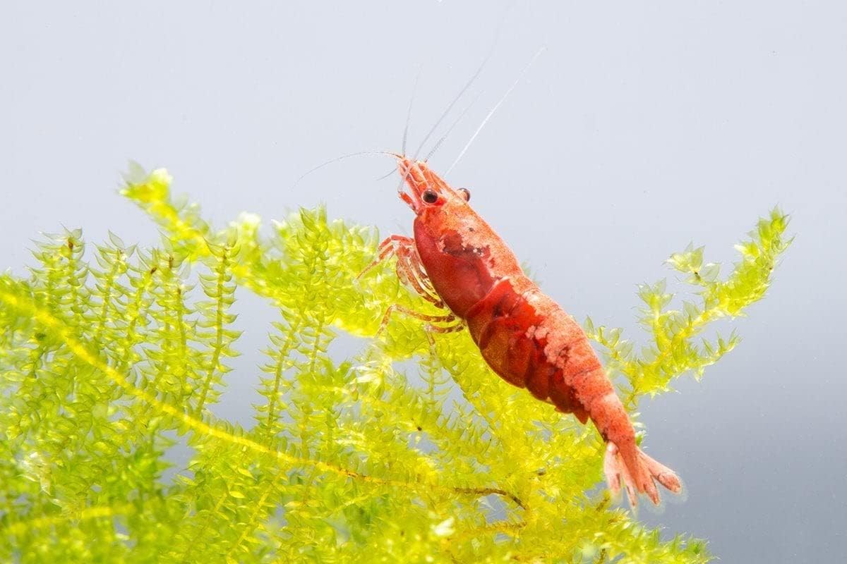 10 Red Cherry Shrimp HIGH Grade Neocaridina Freshwater Aquarium Shrimps 1/4 to 1/2 inch Long Live Arrival Guarantee