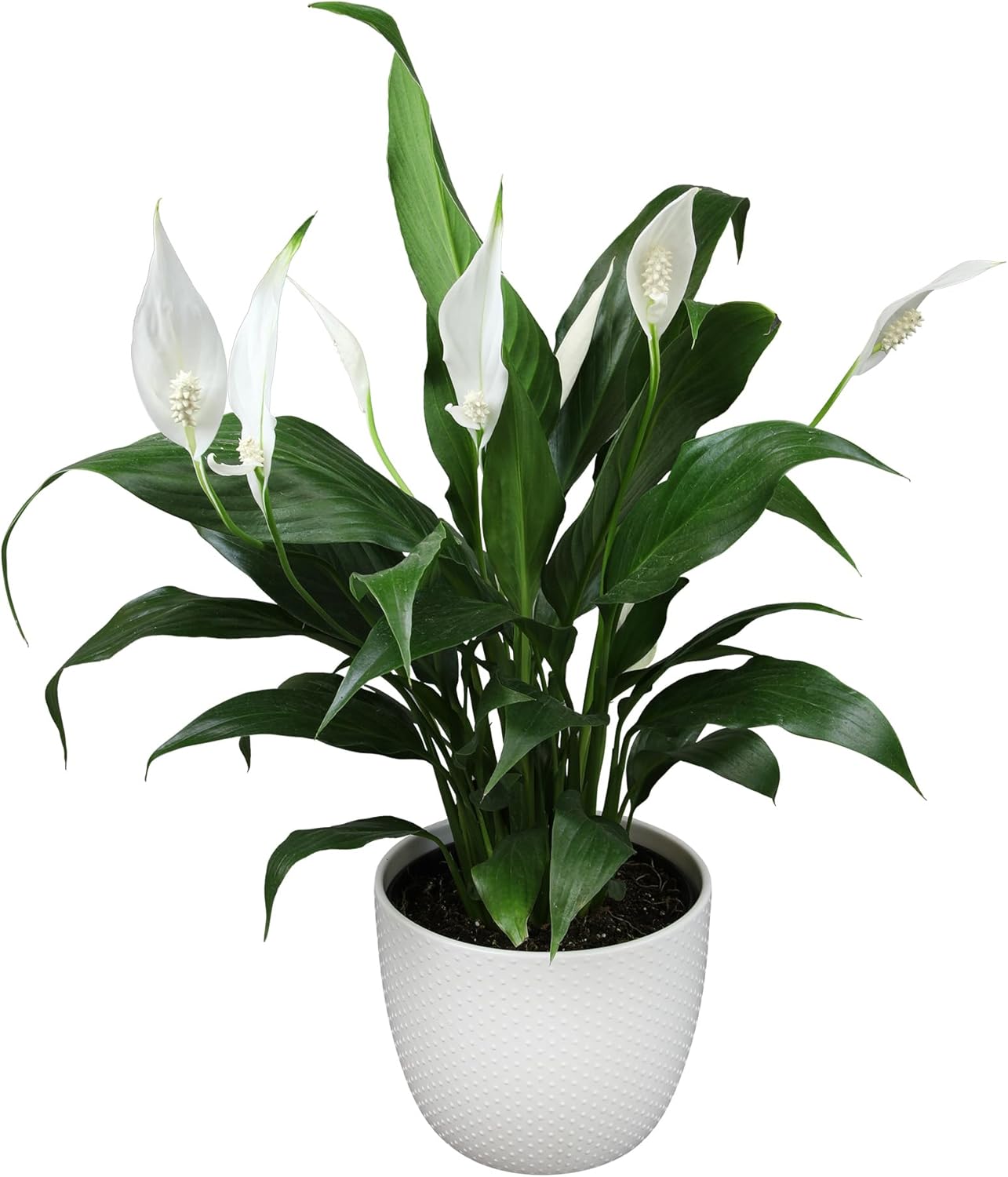 Easy Peace Lily Plant Decor in White 6 Inch Plant Pot, Live Plant Decor & Easy Plant Gift, Live Houseplants, Office Plants & Low Light Live Plants, Popular Live House Plants by Plants for Pets