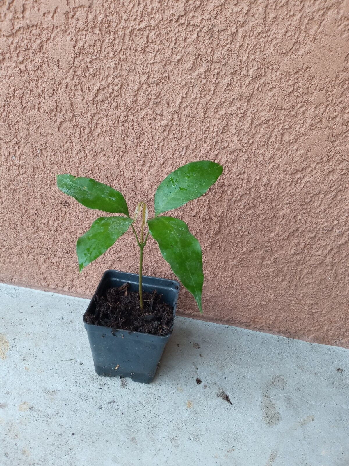 1 Lychee fruit tree , sweet Litchi tropical exotic EDIBLE fruits ,trái vải