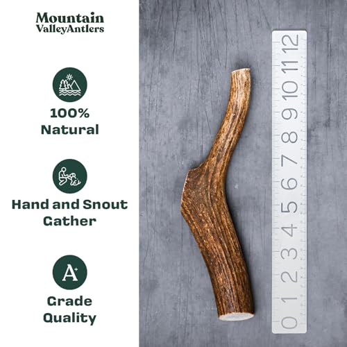 Mountain Valley Elk Antlers for Dogs - 100% Natural & Organic Chew for Aggressive Chewers, No Odor, No Mess, Long Lasting - Wild-Foraged Naturally Shed Antlers in USA - Grade A, Whole Small (3 Pack)
