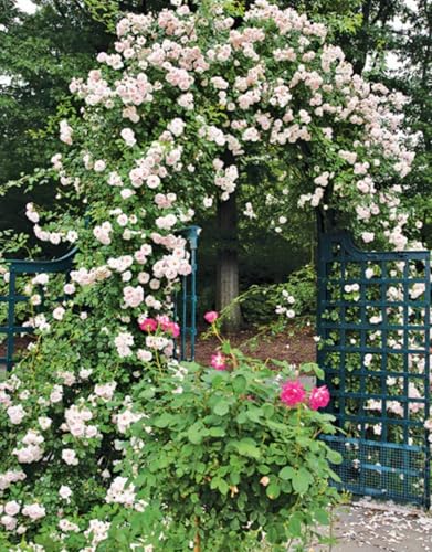 Climber Rose Plant Live - Climbing Rose - Come Bare Root with Soil, No Leaves, 5 to 7 Inches (Pink New Dawn)