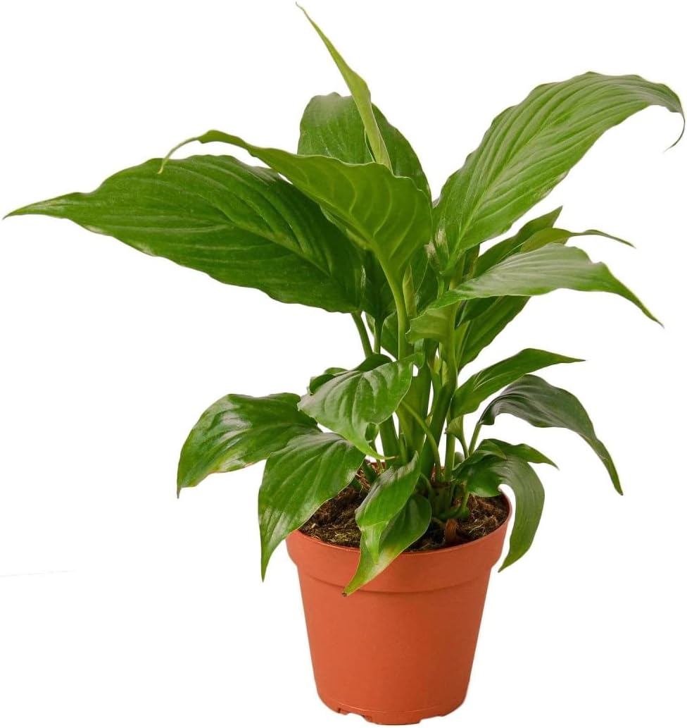 House Plant 6-SPATHIPHYLLUM-Green Peace Lily Spathiphyllum Plant in 6 in. Pot