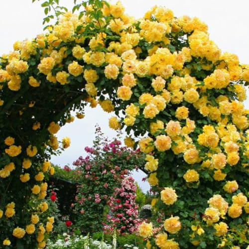 Yellow Climbing Rose Bush Plant Live, Fragrant Rose Bushes Plant Live, Rose for Planting, Starter Size, 4 to 10 Inc Tall