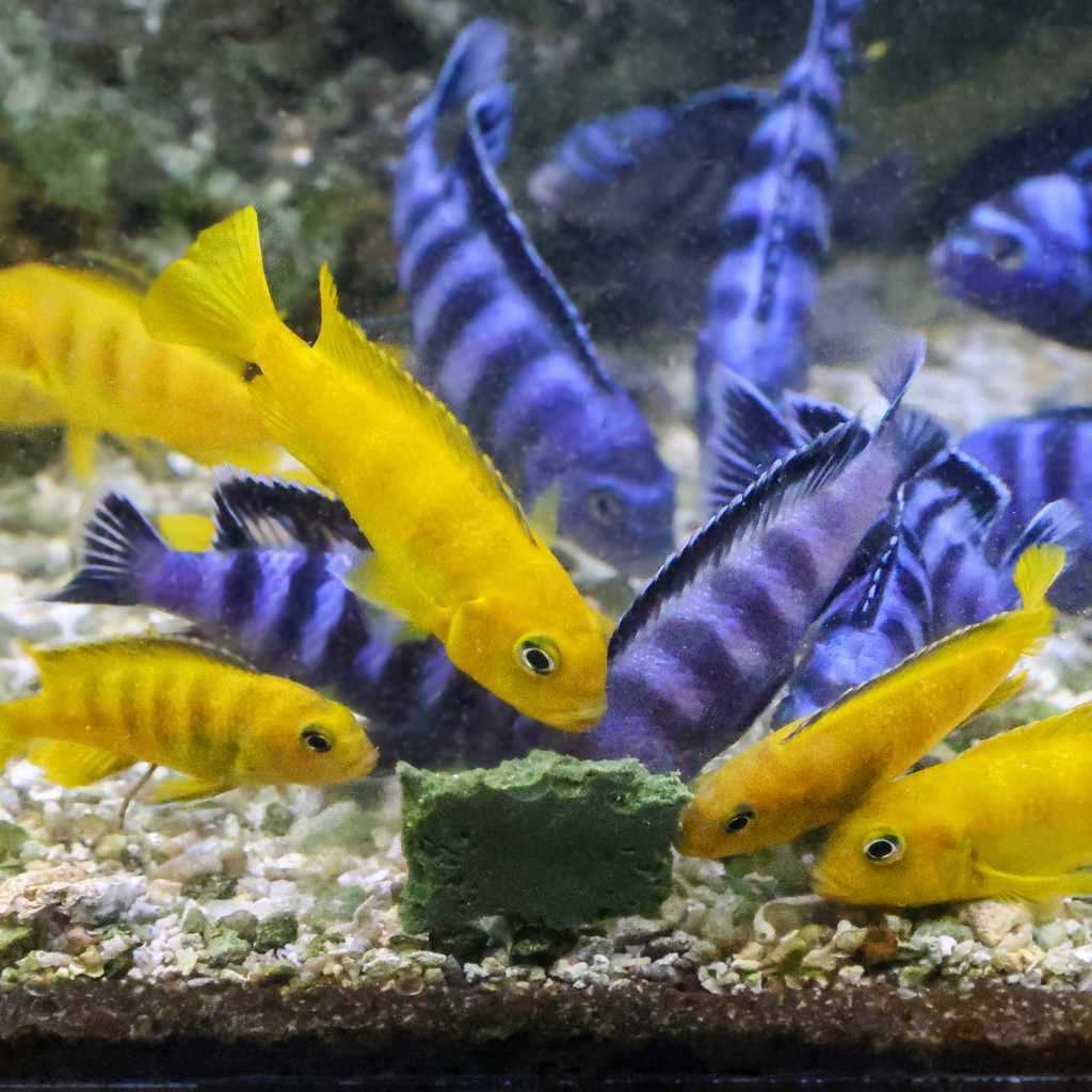 Repashy Soilent Green - Pet Supplies online store