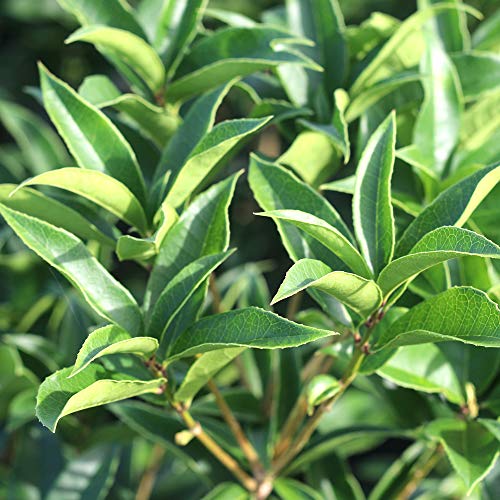 PERFECT PLANTS Tea Olive Live Plant, 3 Gallon, Green