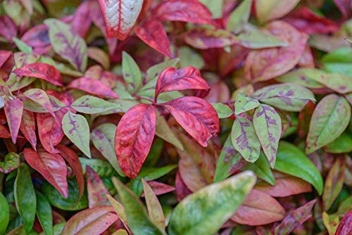 Nandina Dwarf Firepower domestica, Starter Plant, Lot of 2