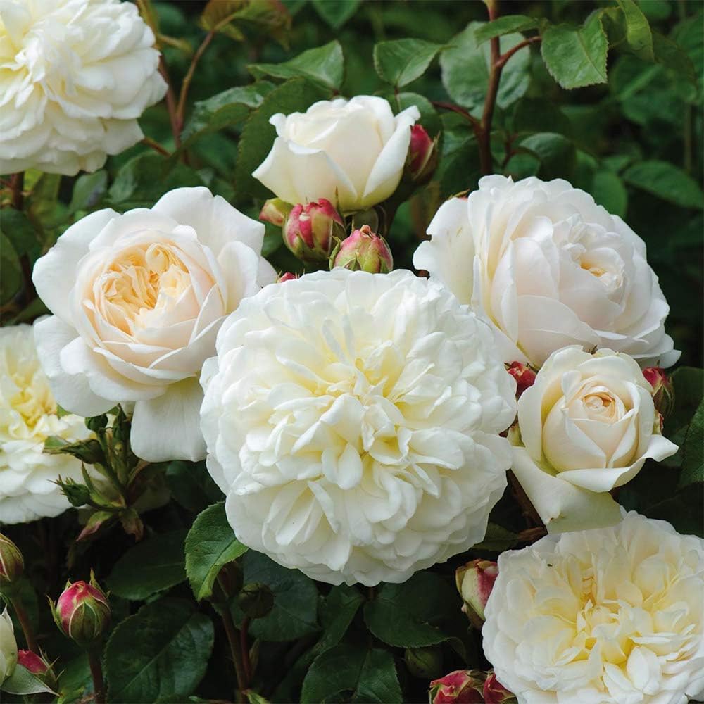 Heirloom Roses David Austin Rose Plant - Tranquillity® White Rose Bush, Live Plant for Planting Outdoors