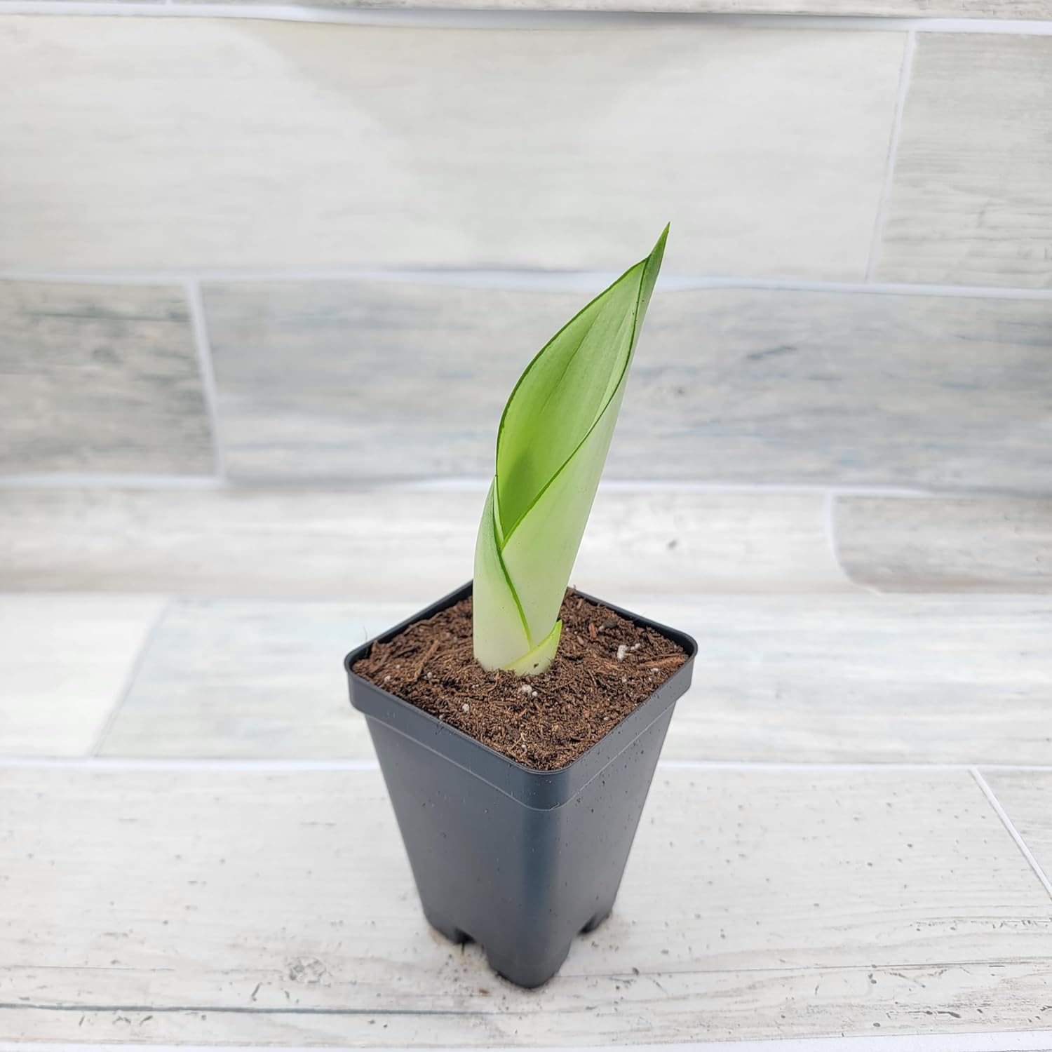 Moonshine Sansevieria 3 inch Pot Air Purifying Snake Live House Plant