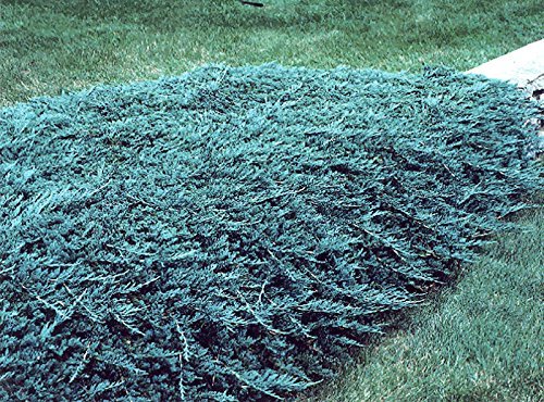 Wiltonii - 30 Live Plants - Drought Tolerant Cold Hardy Evergreen Ground Cover