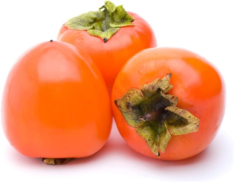 Date Plum Persimmon Fruit Tree, 30+ Tree Seeds, Exotic & Rare, 80% Germination, (Isla's Garden Seeds), Non GMO & Heirloom Seeds, Scientific Name: Diospyros Lotus