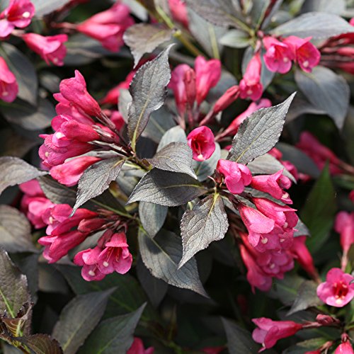Proven Winners - Weigela florida Spilled Wine (Weigela) Shrub, pink flowers, #3 - Size Container
