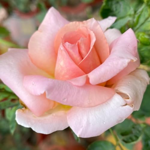 Climber Rose Plant Live - Climbing Rose - Come Bare Root with Soil, No Leaves, 5 to 7 Inches (Pink New Dawn)