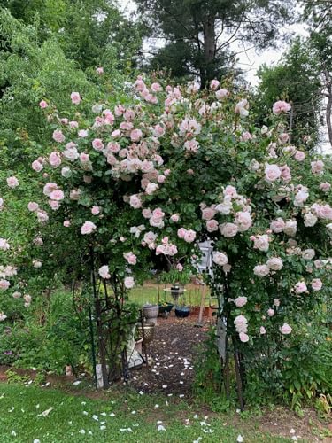 Unknown Ma Cherie Roses - New Dawn Climber - 1 Gallon Rose - Live Plant Ready to Plant