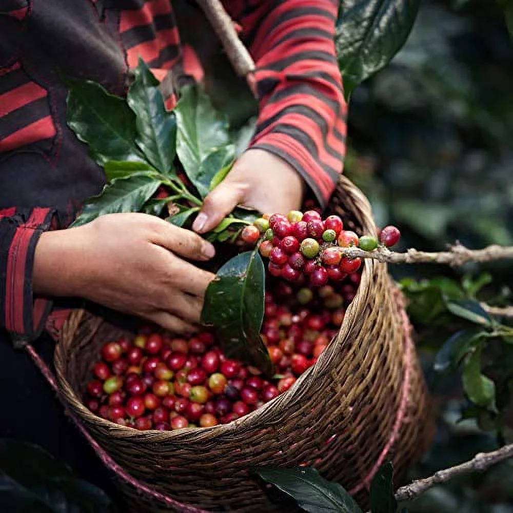 Cafe La Rica Gourmet Espresso, 10 Ounce (Pack of 12)