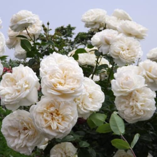 Starter Climbing Roses Live Plants, Rose Bushes Ready to Planting, No Pot, Cut Back, Well Rooted, 6-8 Months Old (Fourth of July)