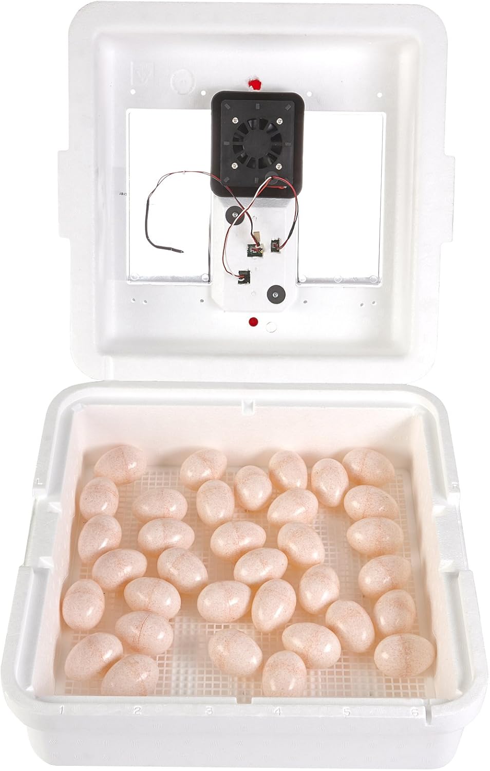 Little Giant® Digital Circulated Air Incubator | 41 Eggs | Egg Incubator with Fan, Temperature and Humidity Control | Hatching Eggs