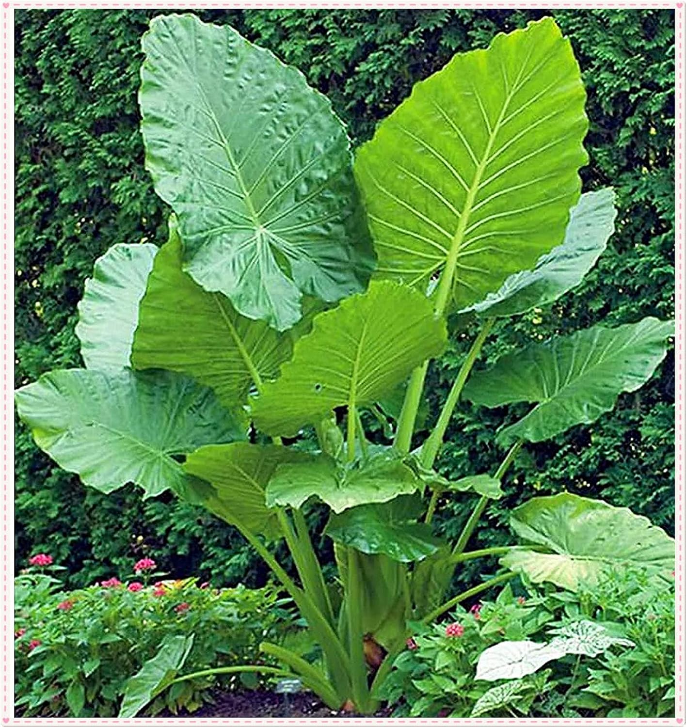 Elephant Ear Bulbs, Strong Sense of Satiety, Evergreen in All Seasons, Decorative Plants-3 Bulbs