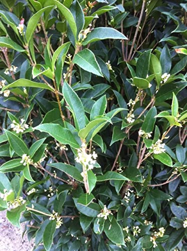 Fragrant Tea Olive Shrub | 2 Extra Large 3 Gallon Plants | Osmanthus Fragrans Blooming Specimen