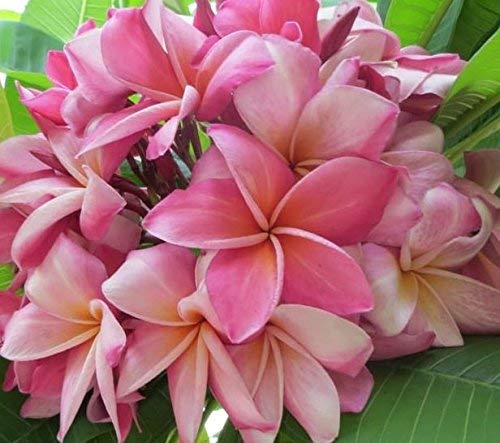 Mixed Hawaiian Plumeria Frangipani Cuttings Red White Yellow Pink 8