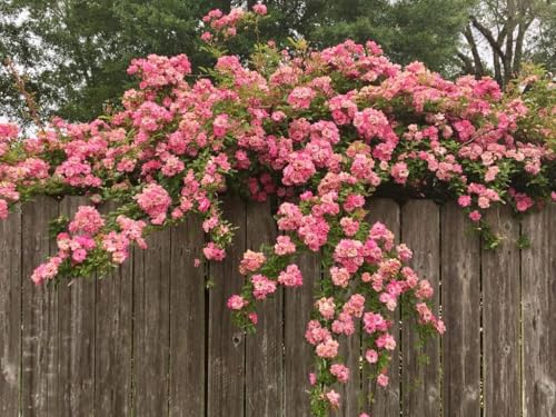 Peggy Martin Climbing Rose - Live Plant - (1 QT)