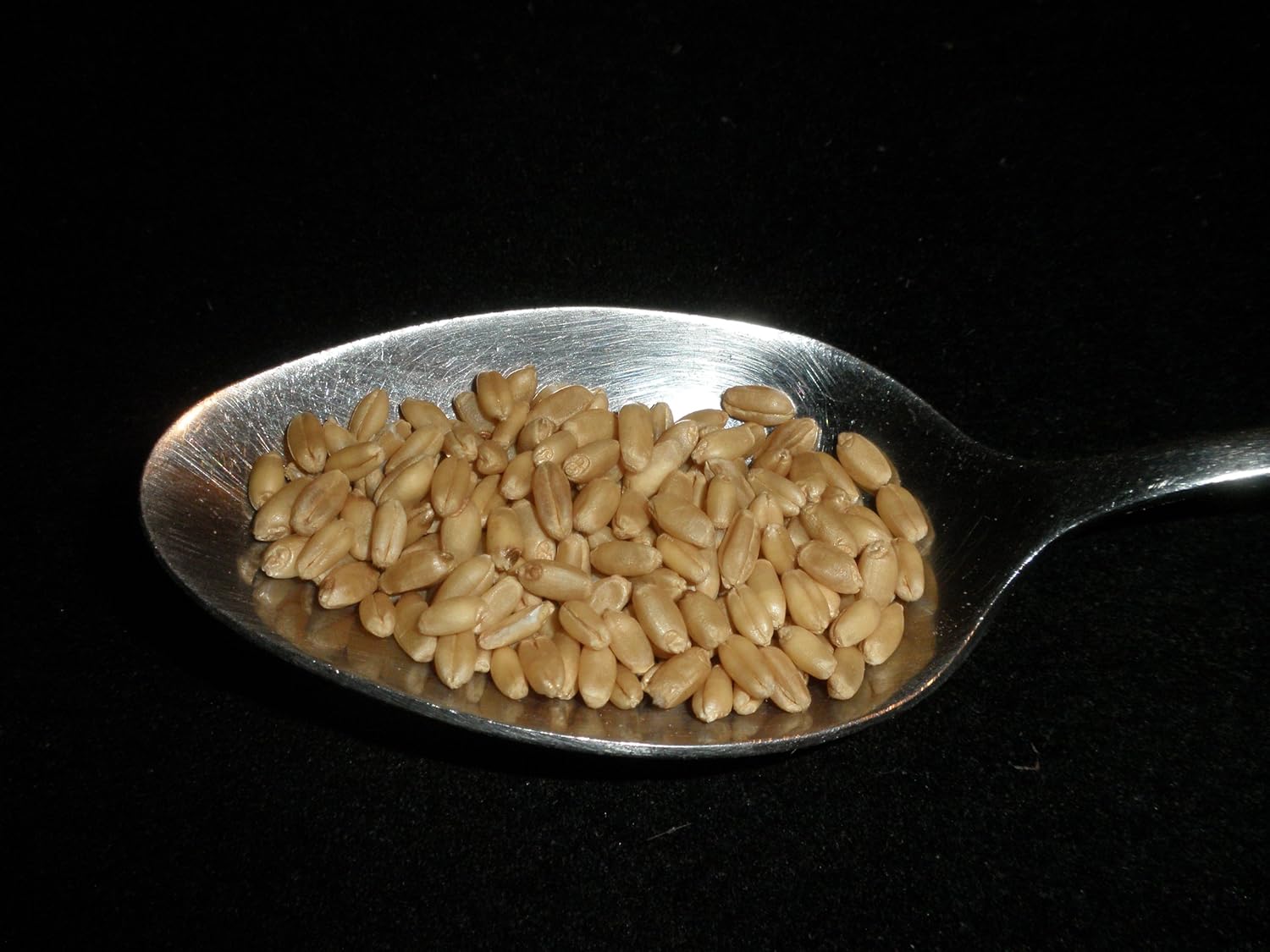 Hard White Wheat Berries 5 Pounds Kernels Montana Golden 86 USDA Certified Organic Non-GMO, Bulk, Product of USA