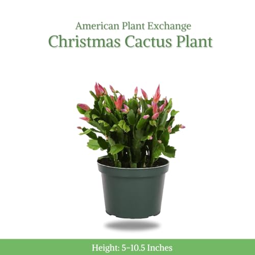 AMERICAN PLANT EXCHANGE Christmas Cactus, Live Indoor Houseplant, 6-Inch Pot, Stunning Flowering Plant for Home, Garden & Office, Pet Safe, Easy Care