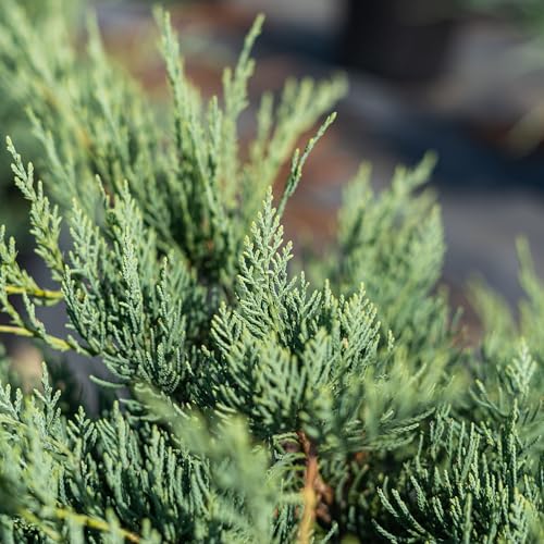Perfect Plants Grey Owl Juniper 3 Gallon | Evergreen Low Spreading Groundcover Shrub