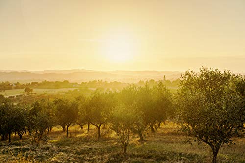 Mythology Greek Olive Oil From Greece, Cold Pressed Extra Virgin Olive Oil, Certified PDO Kolymvari Chania Crete, 3 Liter