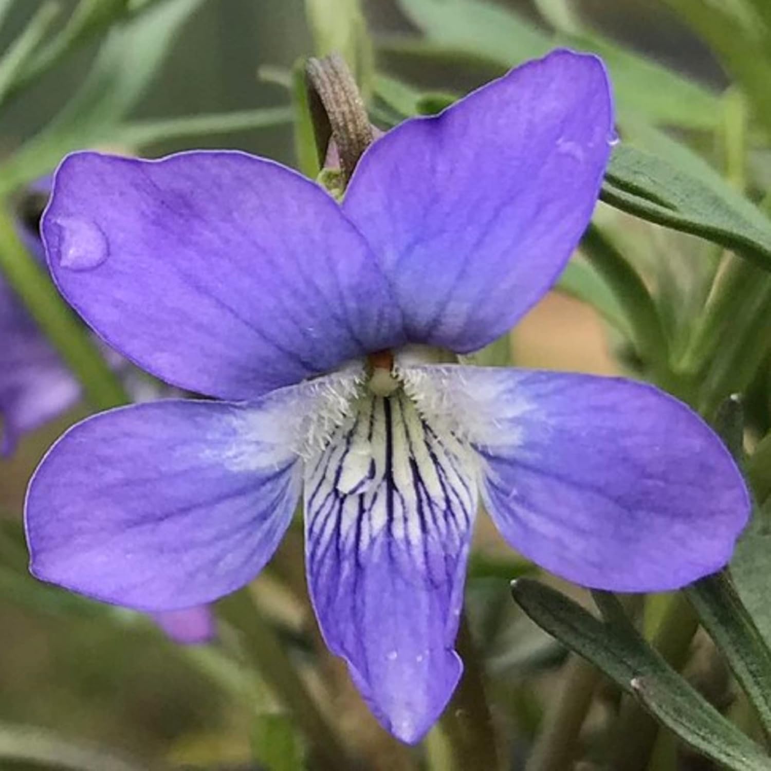 CHUXAY GARDEN Viola Pedatifida-Prairie Violet,Crow-Foot Violet,Larkspur Violet,Purple Prairie Violet,Coastal Violet 100 Seeds Hardy Attractive Deep Blue-Violet Flowers Showy Accent Plant