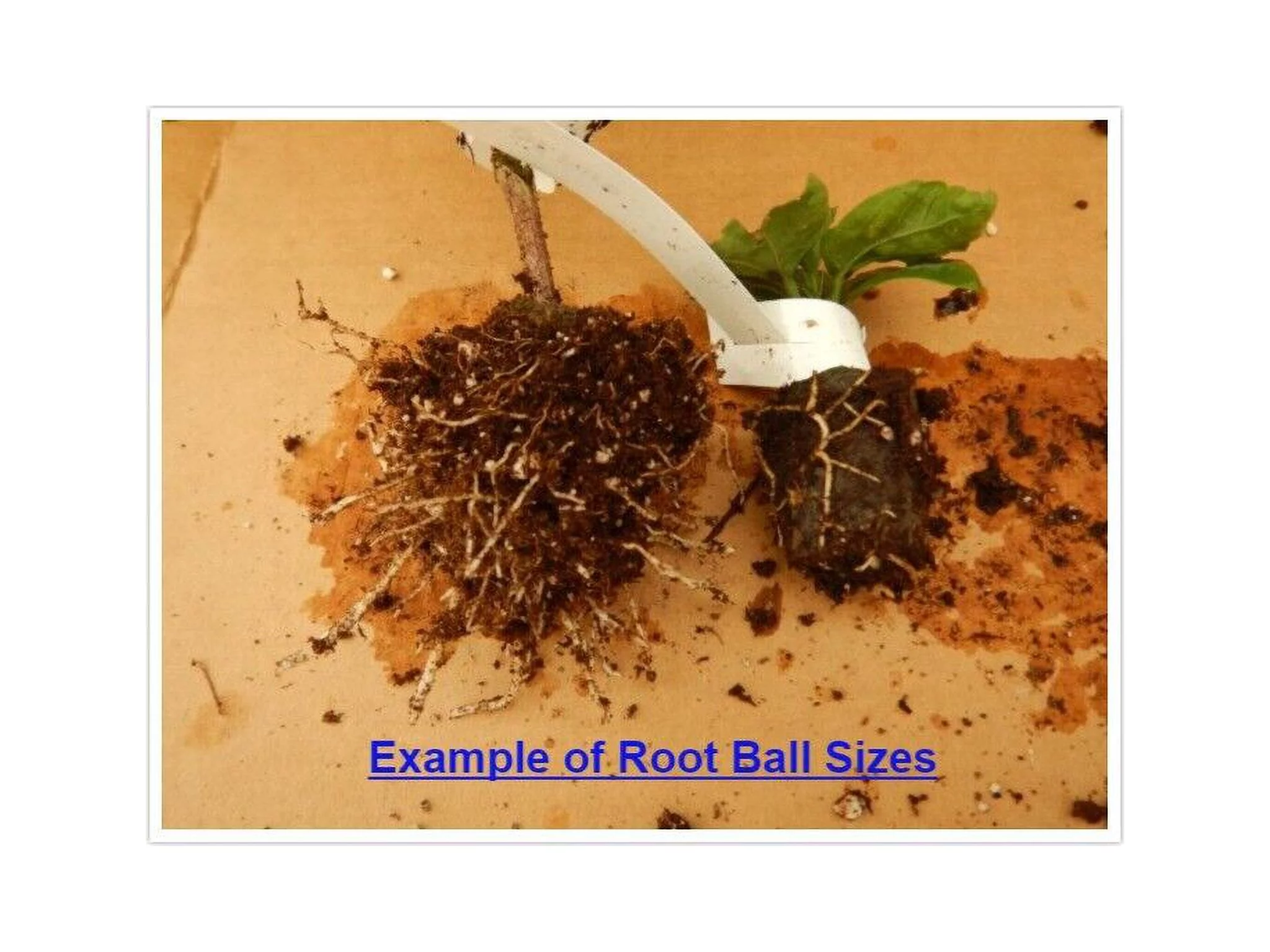 **HANDSOME TY** Rooted Tropical Hibiscus Plant**Ships Bare Root**