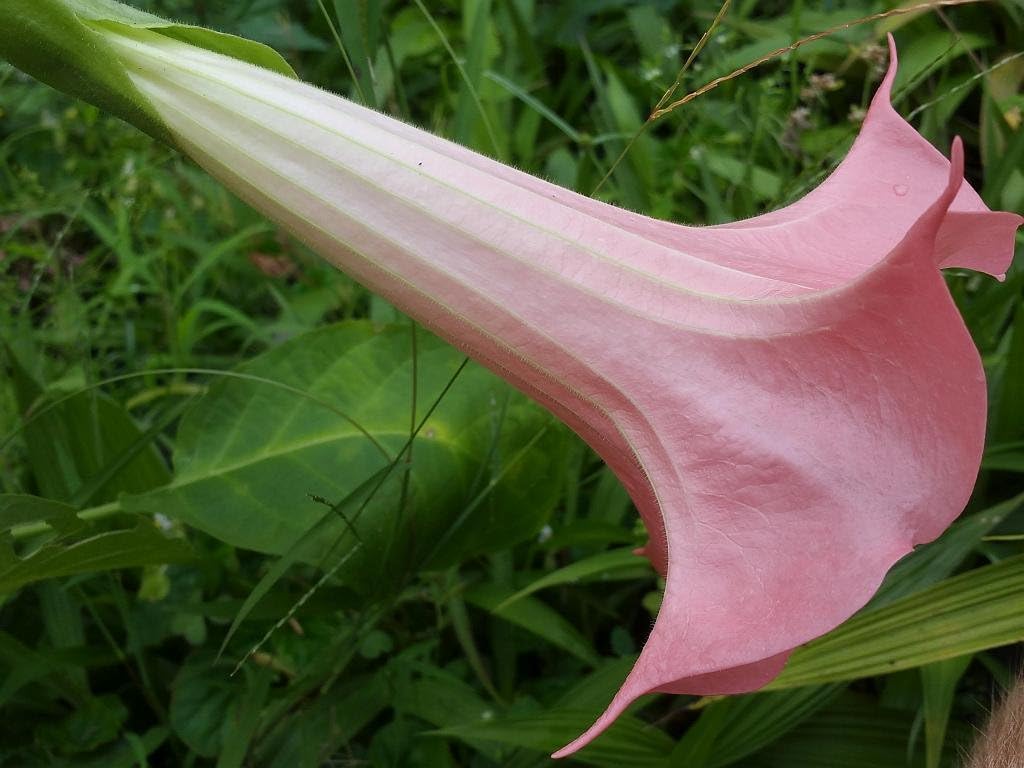Butterfly Pink Brugmansia Angels Trumpet Live Tropical Plant Coral Pink Fragrant Flower Starter Size 4 Inch Pot Emeralds TM