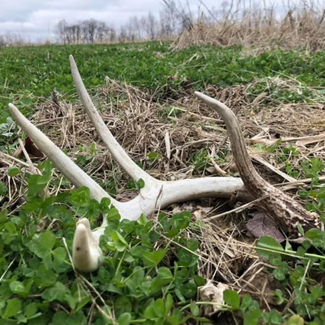 Pennington Rackmaster Feeding Frenzy Food Plot Seed Mixture 25 lb, Wildlife Deer Attractant