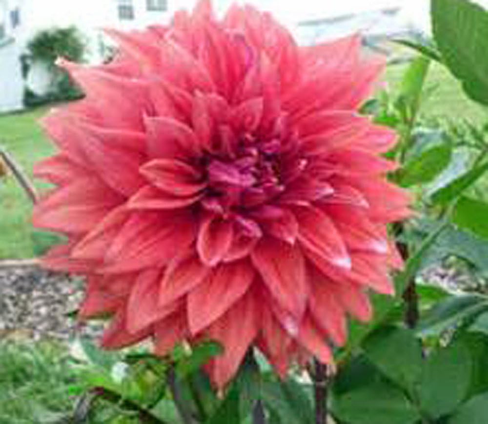 Dahlia, Root, DINNERPLATE Mix, Pack of 10 (Ten), Easy to Grow, Dahlias, Dahlia Bulb