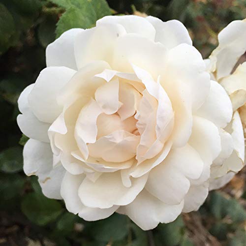 Heirloom Roses White Climbing Rose Bush - Cloud 10™ Live Rose Plant for Planting Outdoors