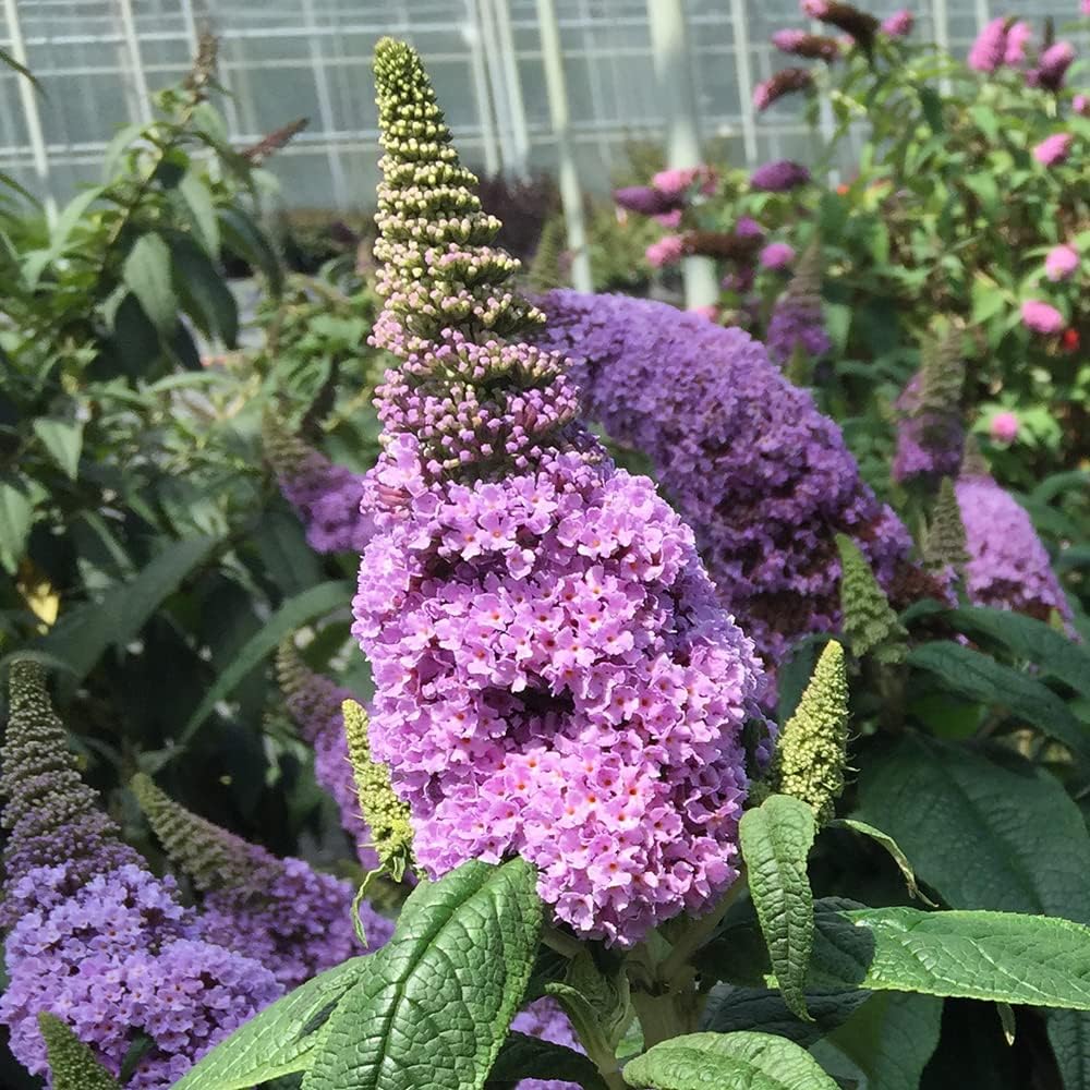 Blooming & Beautiful - Pugster Amethyst Butterfly Bush - 3 gal - Proven Winners - Deciduous Shrub - Light Purple-Amethyst Cone Flowers - Zones 5-9 - Buddleia x ‘SMNBDL’ PP30236-3 Gallon Pot