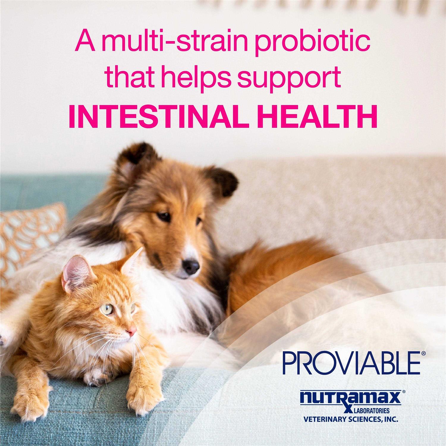 Proviable Health Supplement Kit Dogs - Pet Supplies online store