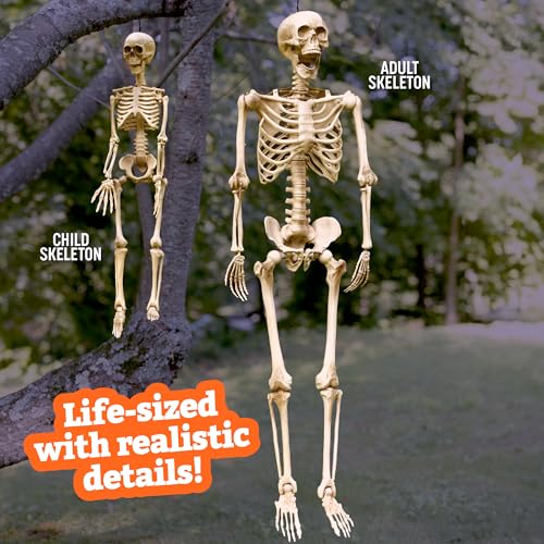 Posable Life Size Human Skeleton Family 4pk- 2 Adult (5'4