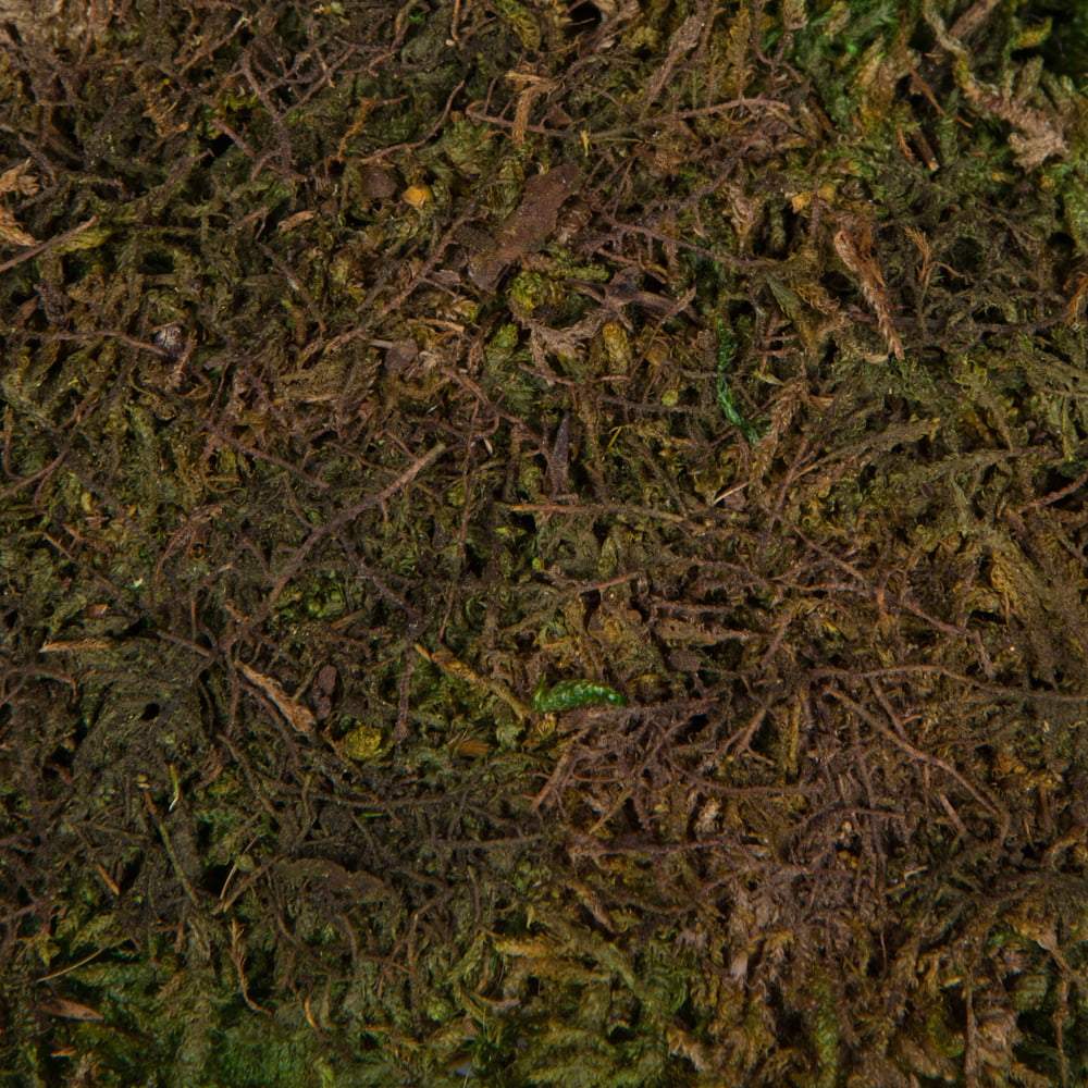 Vickerman 1.1 Lbs Bag of Green Sheet Moss, Preserved